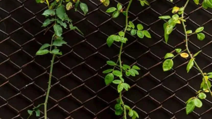 How To Grow Money Plant