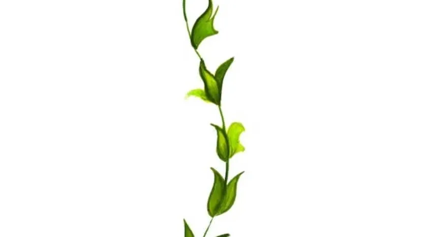 How To Grow Money Plant