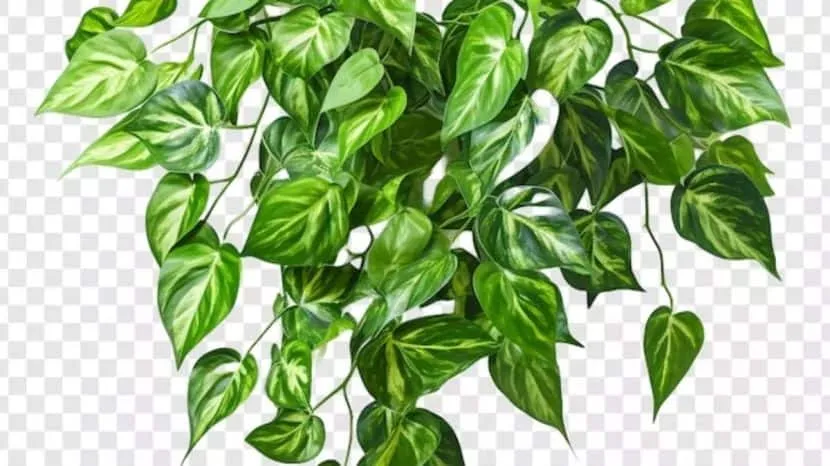 How To Grow Money Plant
