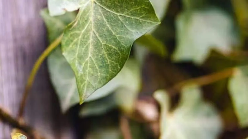How To Grow Money Plant