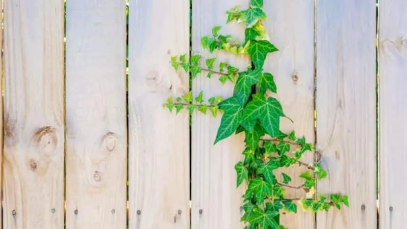 How To Grow Money Plant