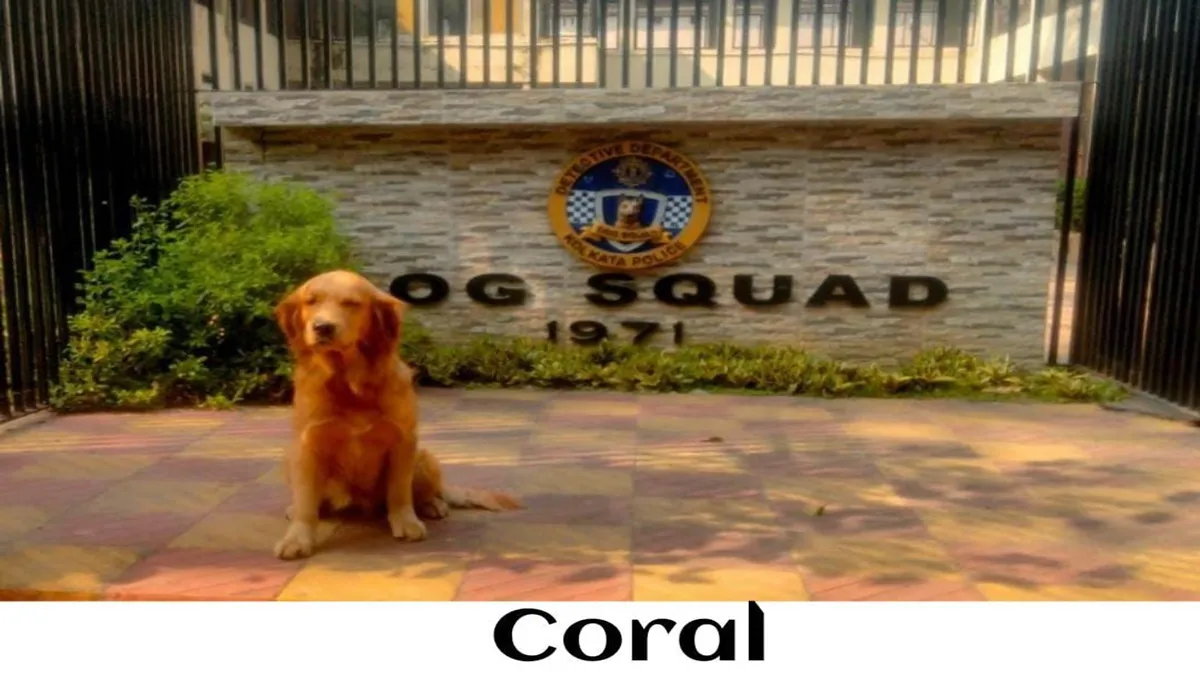 Golden Retriever। Coral