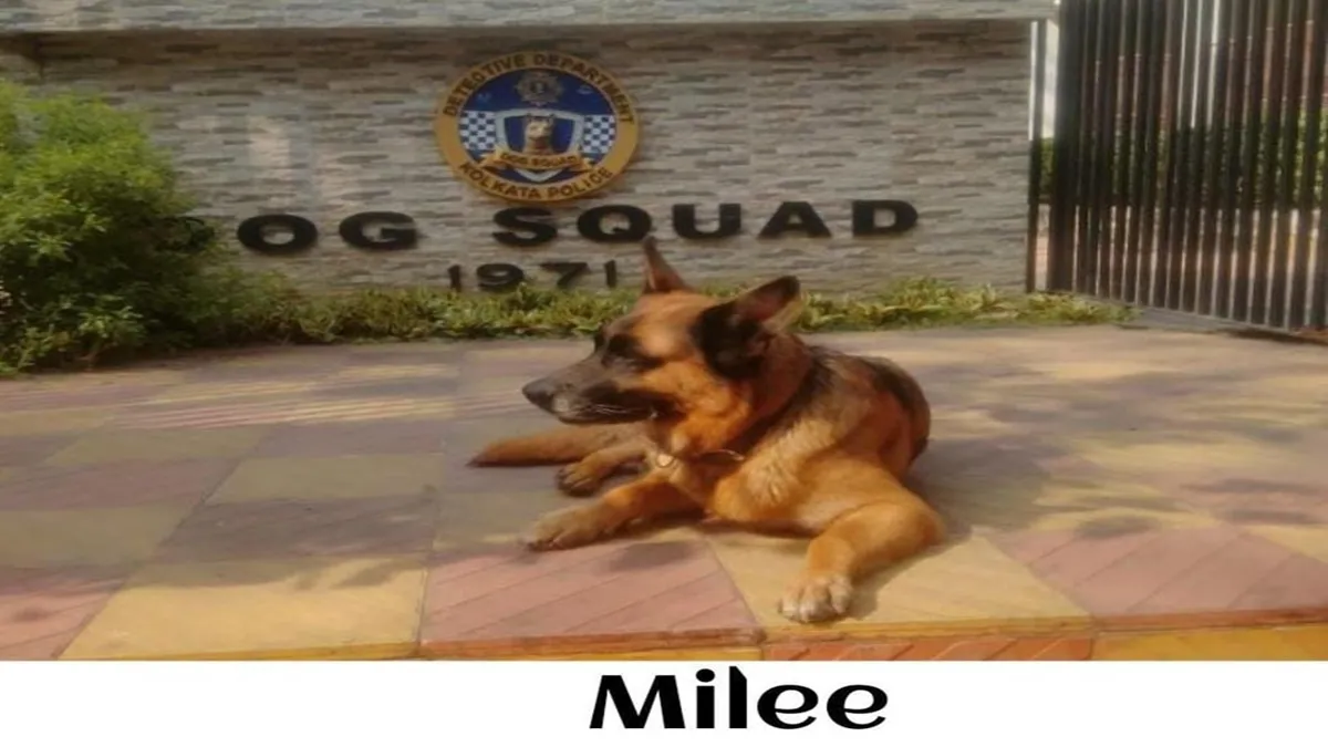 German Shepherd। Milee