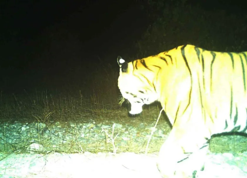 Another Tiger caught in Camera at Buxa Tiger reserve forest,Bangla News, Latest Bangla News, News in Bangla, Bengali News, Latest Bengali News, News in Bengali