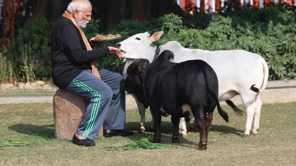 pm narendra modi feeds cows