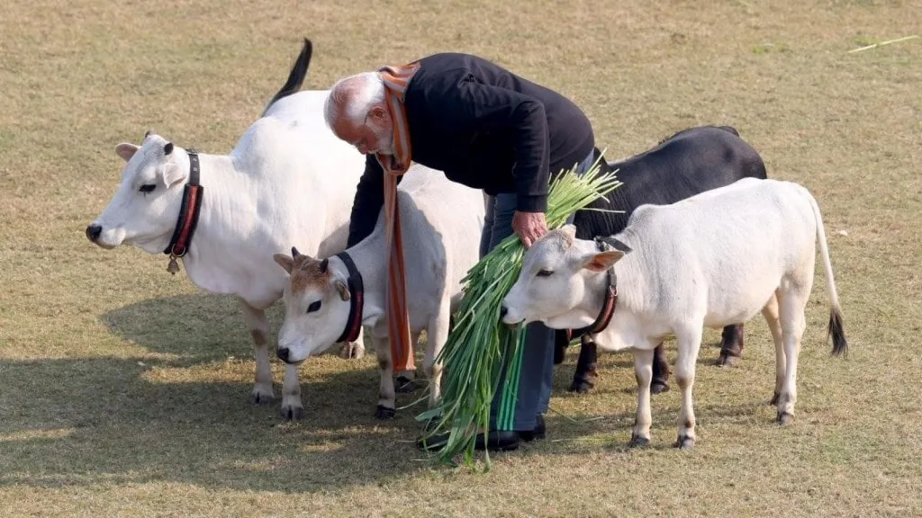 pm narendra modi feeds cows
