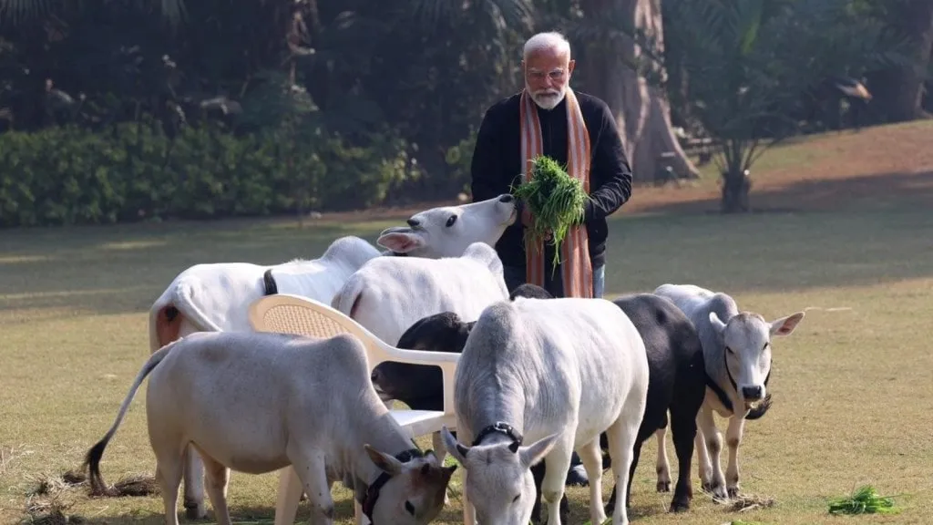 pm narendra modi feeds cows