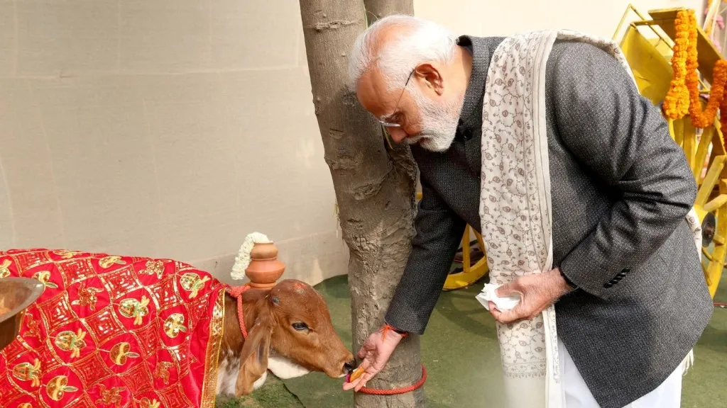 pm narendra modi feeds cows