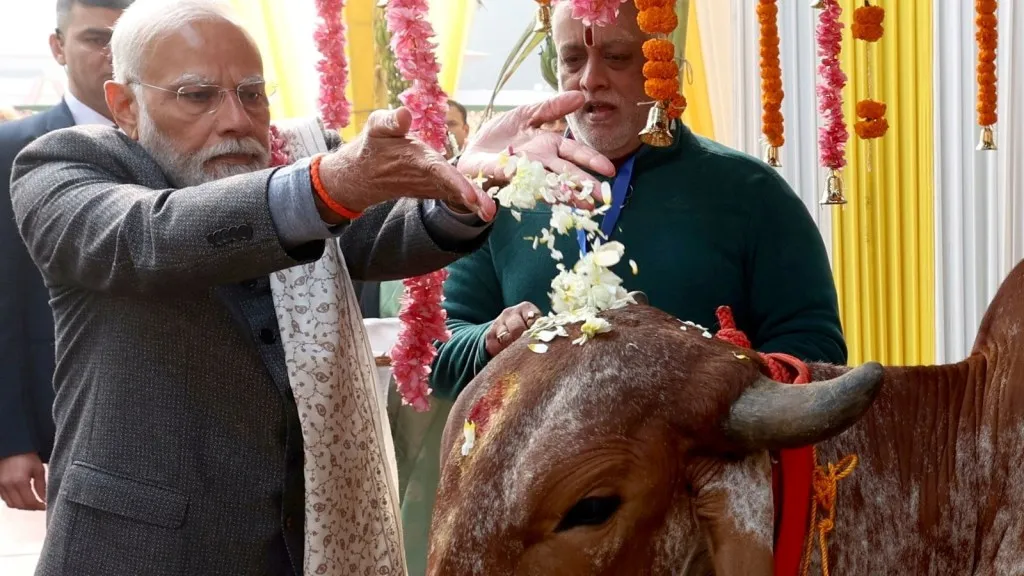 pm narendra modi feeds cows