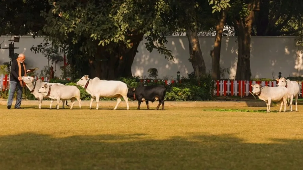 pm narendra modi feeds cows