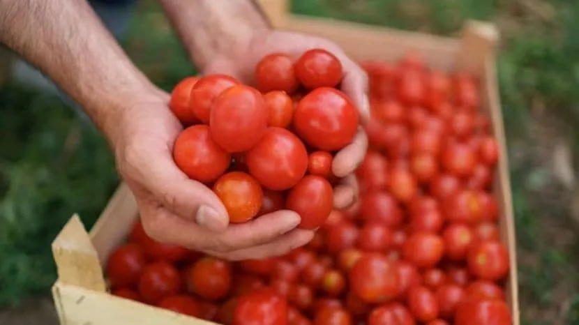 how to store tomatoes for long time
