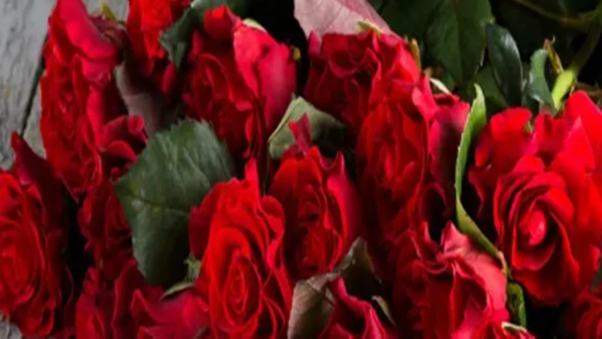 Rose-Day, Valentines-Day-Week
