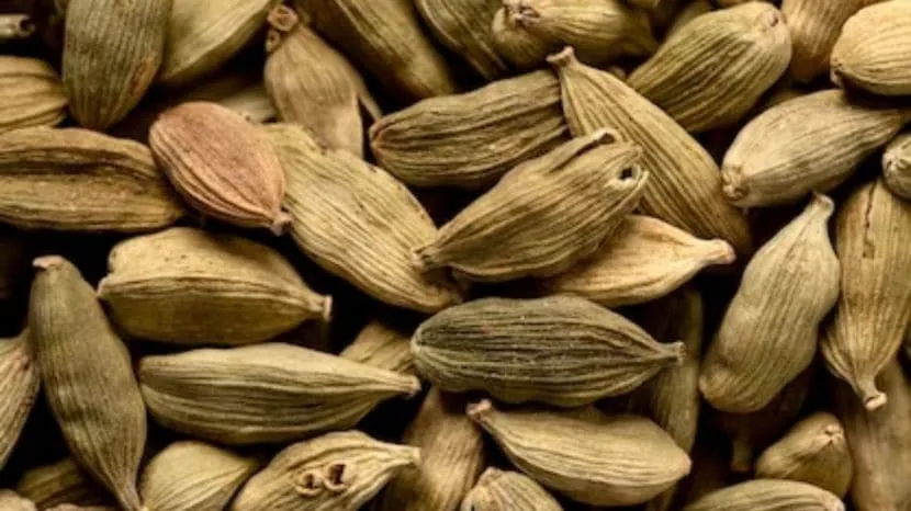 Cardamom Farming