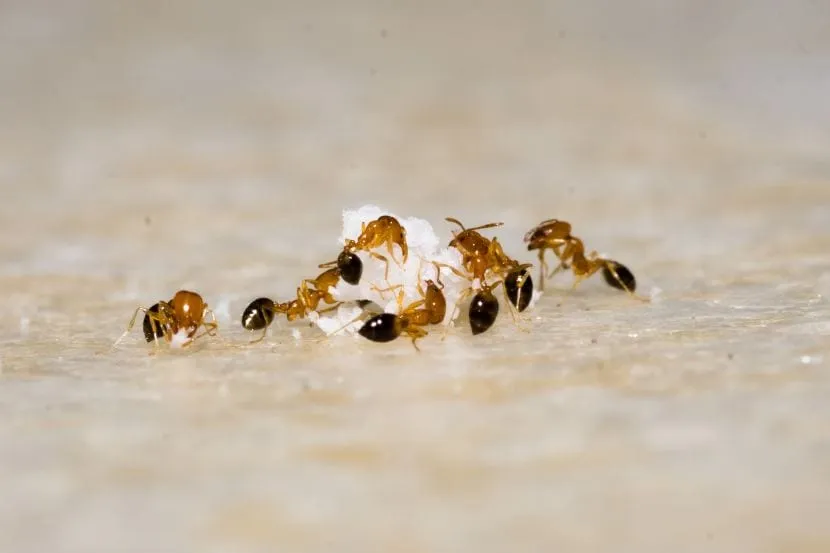 how to get rid of ants in the house quickly home remedies to get rid of ants Get Rid of Ants Fast Cheap and Easy tricks