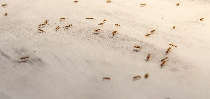 how to get rid of ants in the house quickly home remedies to get rid of ants Get Rid of Ants Fast Cheap and Easy tricks
