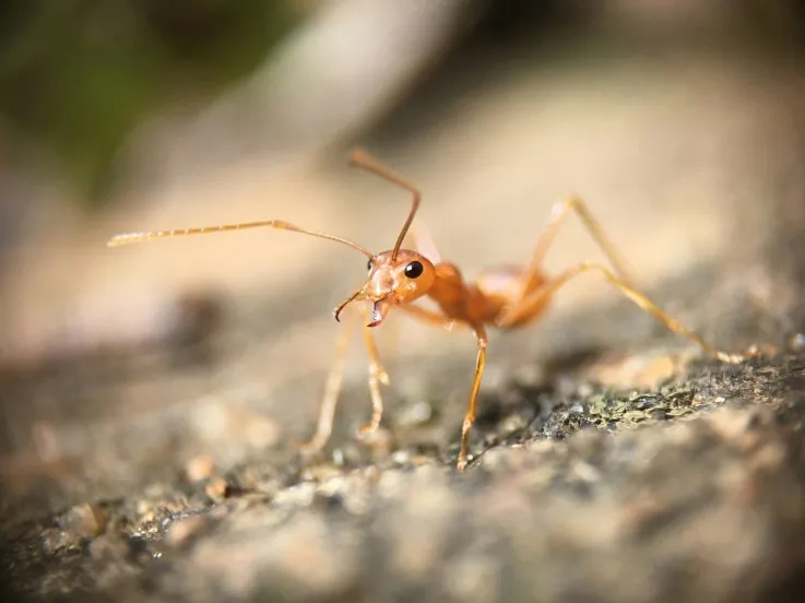 how to get rid of ants in the house quickly home remedies to get rid of ants Get Rid of Ants Fast Cheap and Easy tricks