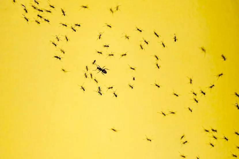 how to get rid of ants in the house quickly home remedies to get rid of ants Get Rid of Ants Fast Cheap and Easy tricks