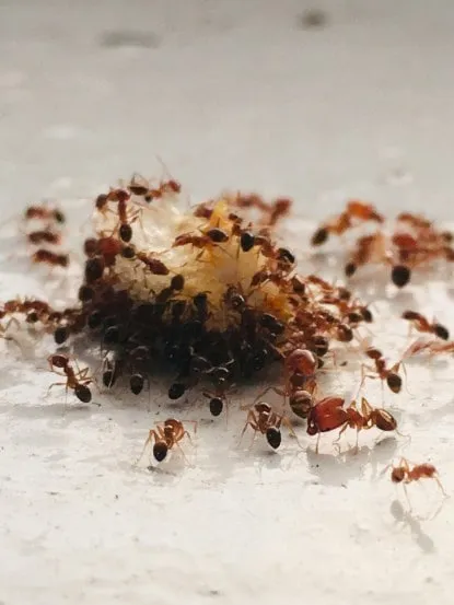 how to get rid of ants in the house quickly home remedies to get rid of ants Get Rid of Ants Fast Cheap and Easy tricks