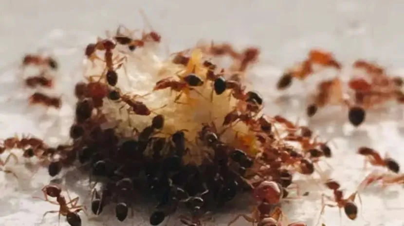 how to get rid of ants in the house quickly home remedies to get rid of ants Get Rid of Ants Fast Cheap and Easy tricks