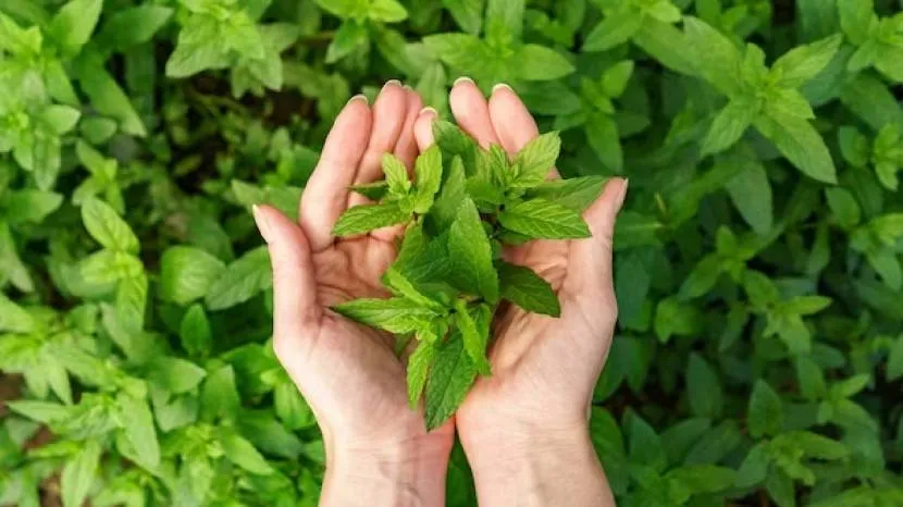 Tulsi homemade face pack