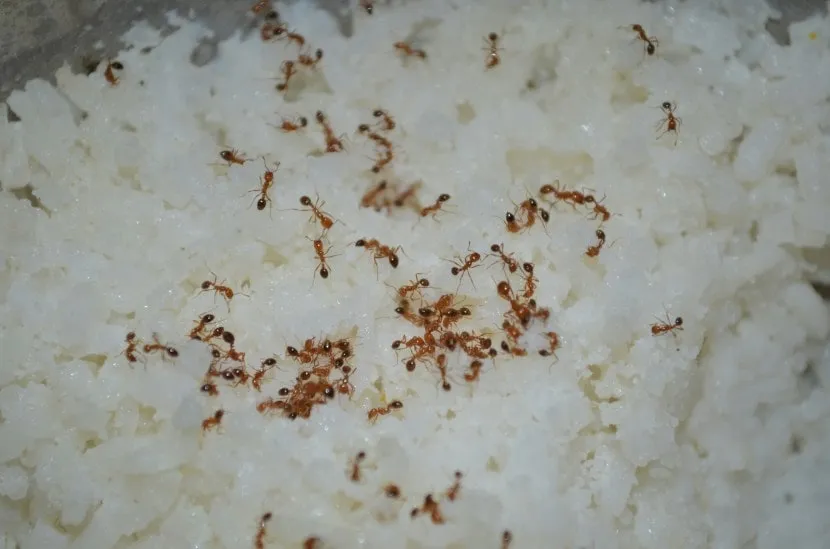 how to get rid of ants in the house quickly home remedies to get rid of ants Get Rid of Ants Fast Cheap and Easy tricks