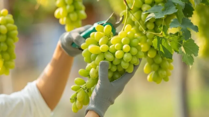 How does consuming grapes improve overall health as well as heart health