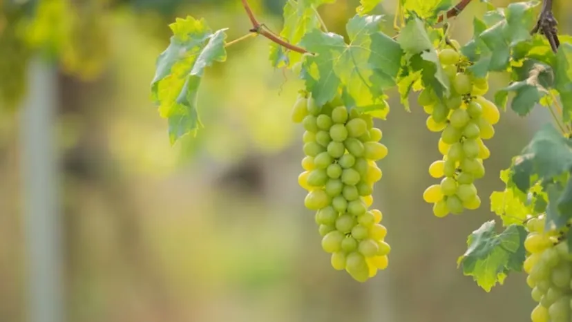 How does consuming grapes improve overall health as well as heart health