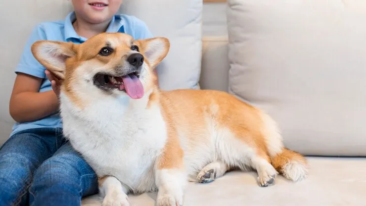center government proposes ban on 23 dangerous dog breeds in India including pitbull bulldog German Shepherd Check full list