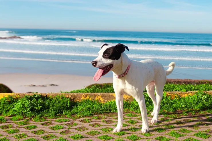 center government proposes ban on 23 dangerous dog breeds in India including pitbull bulldog German Shepherd Check full list