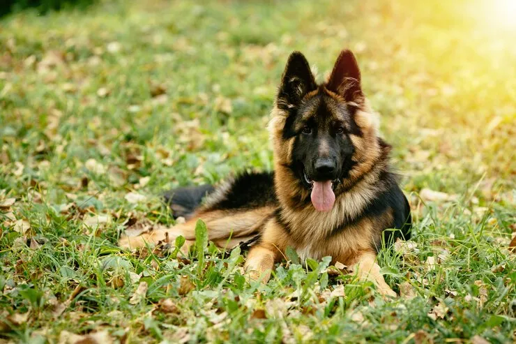 center government proposes ban on 23 dangerous dog breeds in India including pitbull bulldog German Shepherd Check full list