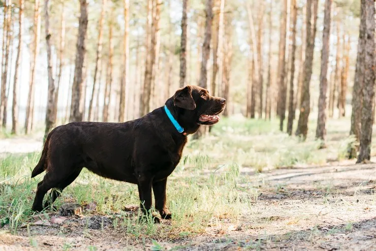 center government proposes ban on 23 dangerous dog breeds in India including pitbull bulldog German Shepherd Check full list