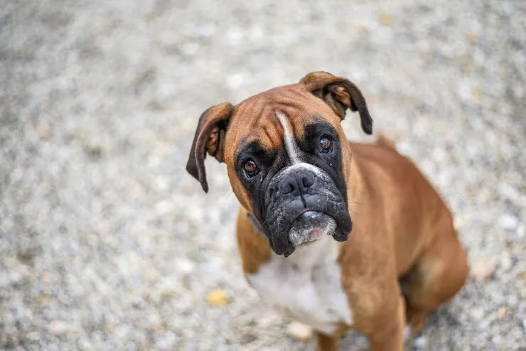 center government proposes ban on 23 dangerous dog breeds in India including pitbull bulldog German Shepherd Check full list