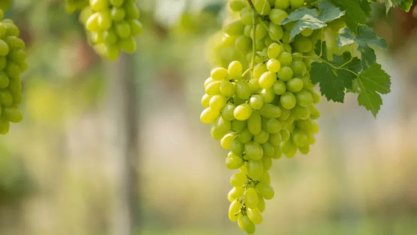 How does consuming grapes improve overall health as well as heart health