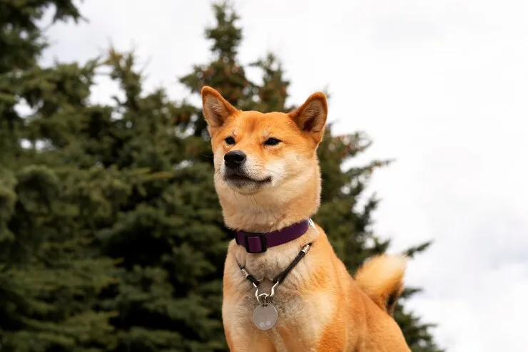 center government proposes ban on 23 dangerous dog breeds in India including pitbull bulldog German Shepherd Check full list