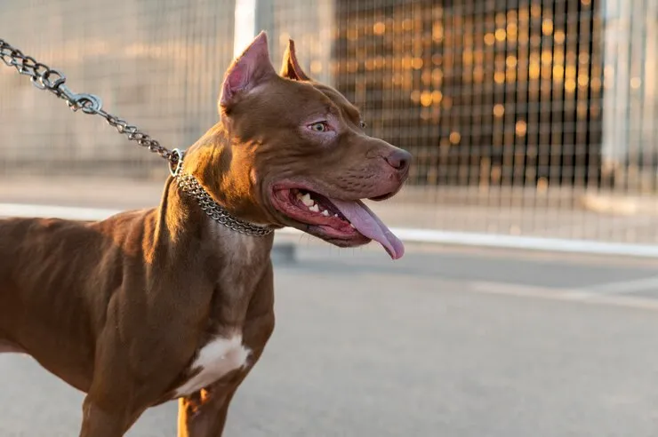 center government proposes ban on 23 dangerous dog breeds in India including pitbull bulldog German Shepherd Check full list