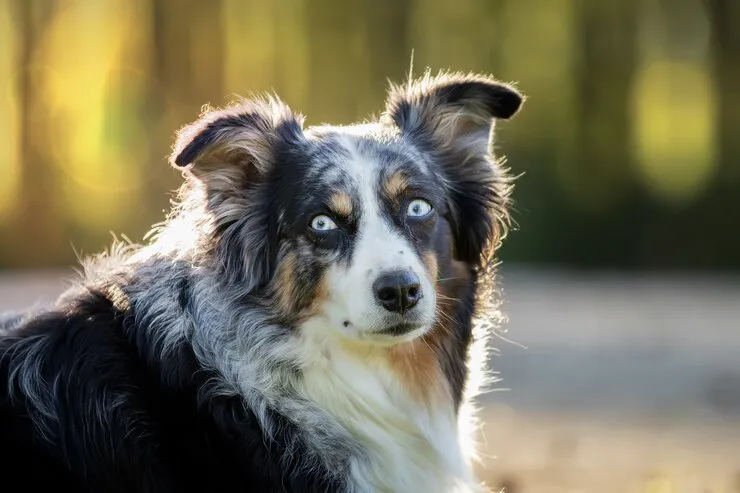 center government proposes ban on 23 dangerous dog breeds in India including pitbull bulldog German Shepherd Check full list