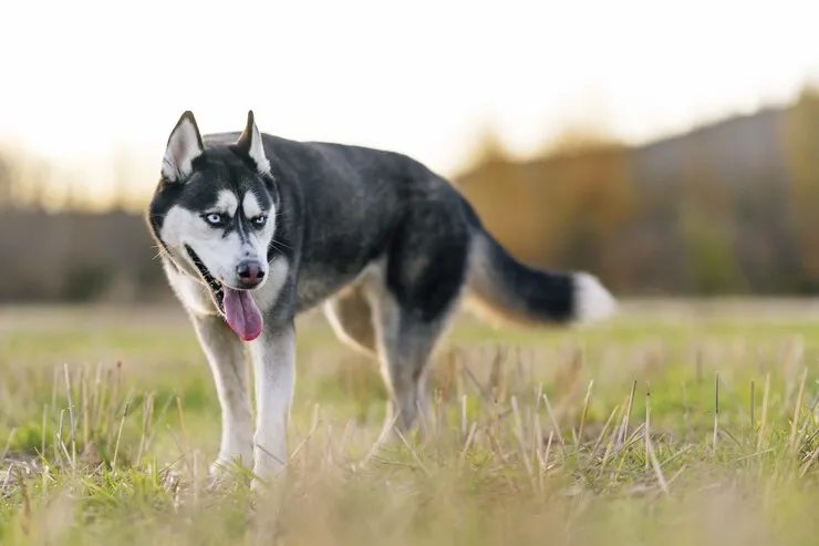 center government proposes ban on 23 dangerous dog breeds in India including pitbull bulldog German Shepherd Check full list