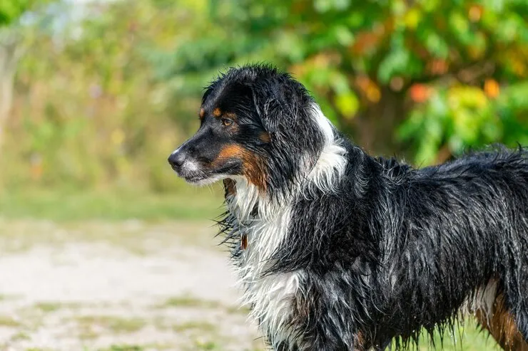 center government proposes ban on 23 dangerous dog breeds in India including pitbull bulldog German Shepherd Check full list