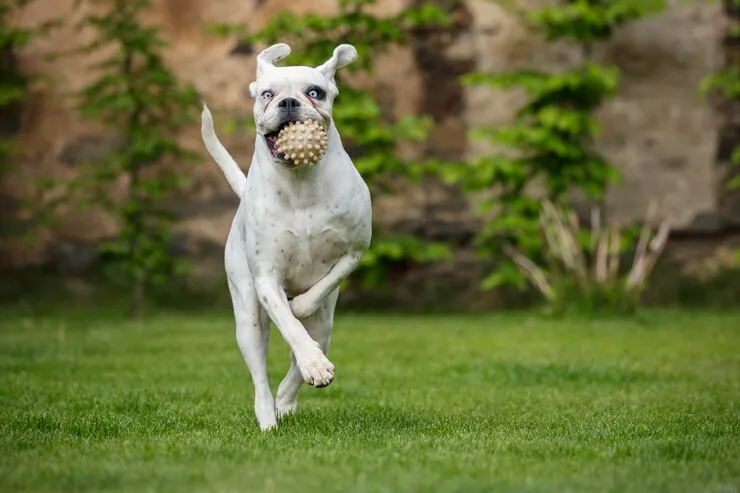 center government proposes ban on 23 dangerous dog breeds in India including pitbull bulldog German Shepherd Check full list