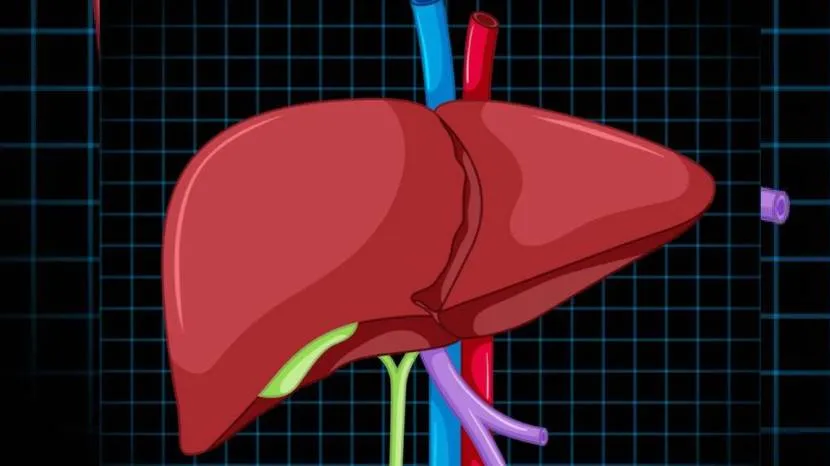 Yoga For A Healthy Liver