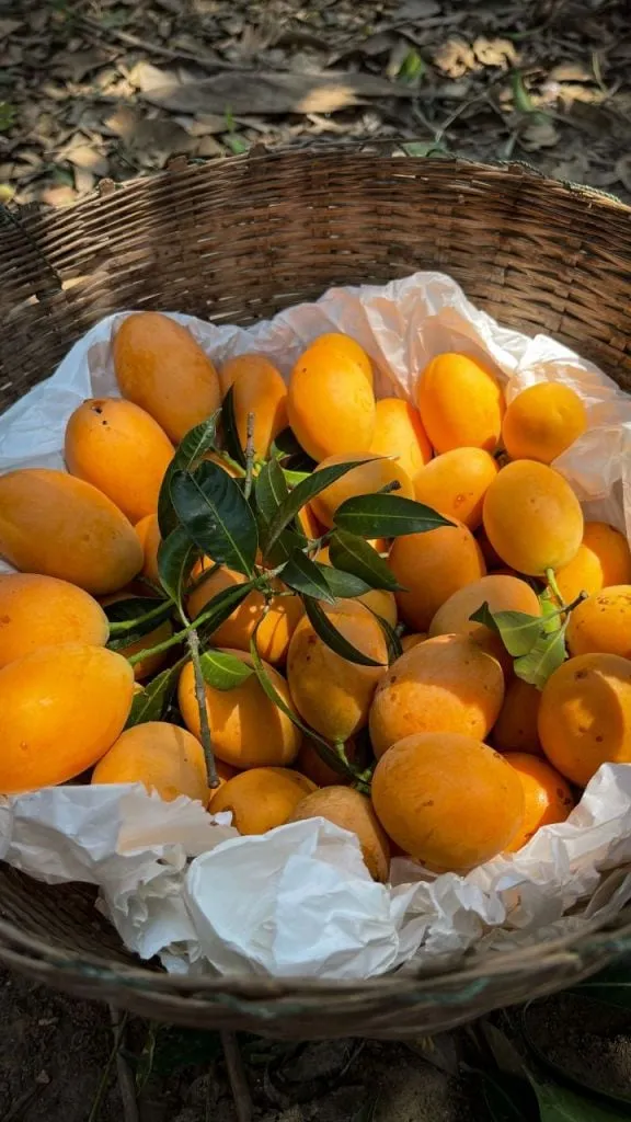 fresh mango