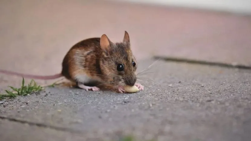 how to get rid of mouse at home