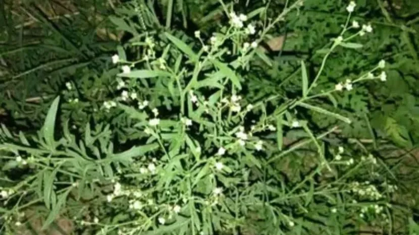  Why this grass called congress