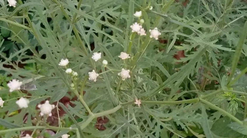  Why this grass called congress