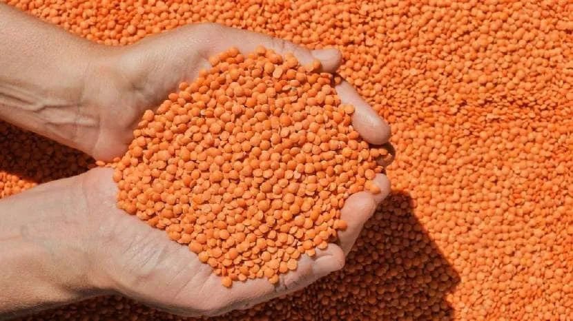 Got Oily Skin Here Are Five Foods You Must Include In Diet Or Your Lunch You Must Follow 