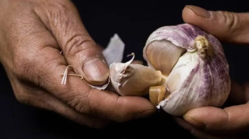 Can eating raw garlic reduce cholesterol Read what the experts say 100 grams of garlic contains these nutrients 