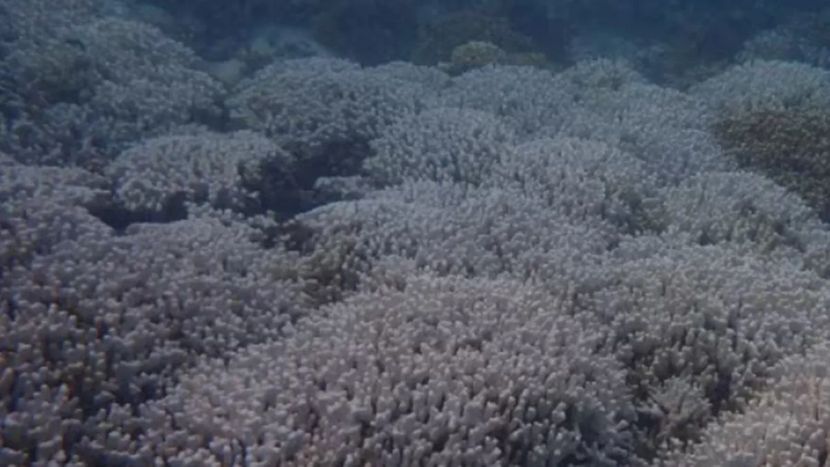 Coral reefs, Lakshadweep, প্রবাল প্রাচীর, লাক্ষাদ্বীপ