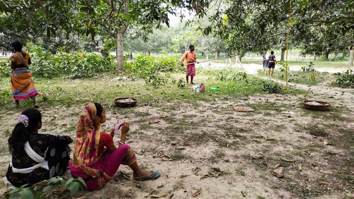 Mango garden, Malda, আমবাগান, মালদা