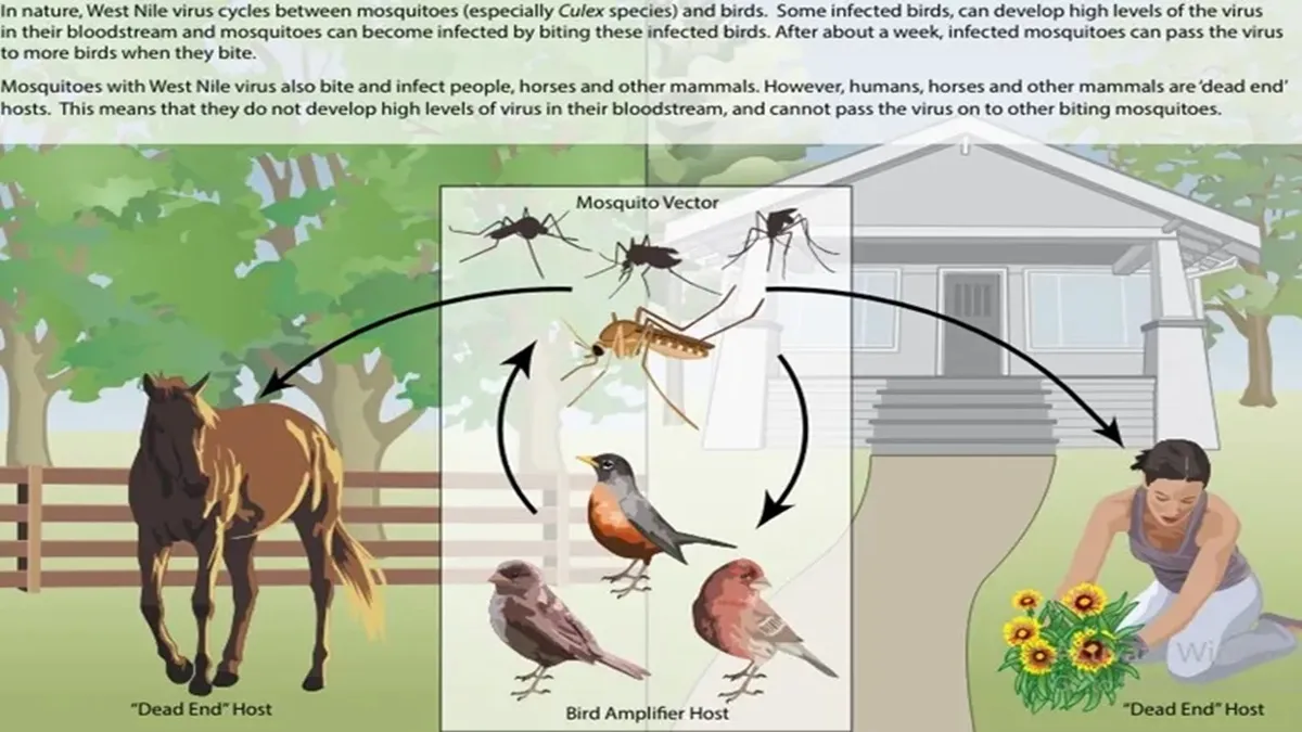 West Nile Virus, How spread