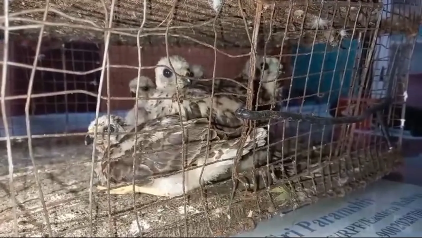 Eagle Smuggling racket busted